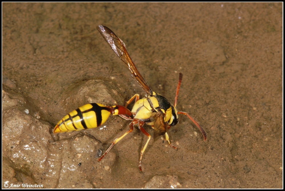 Vespidae Eumeninae d''Israele for ID